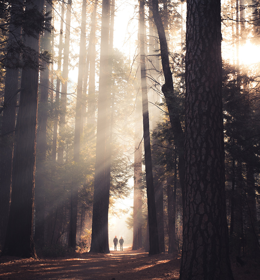Sunlight through the trees, two people walking in the distance